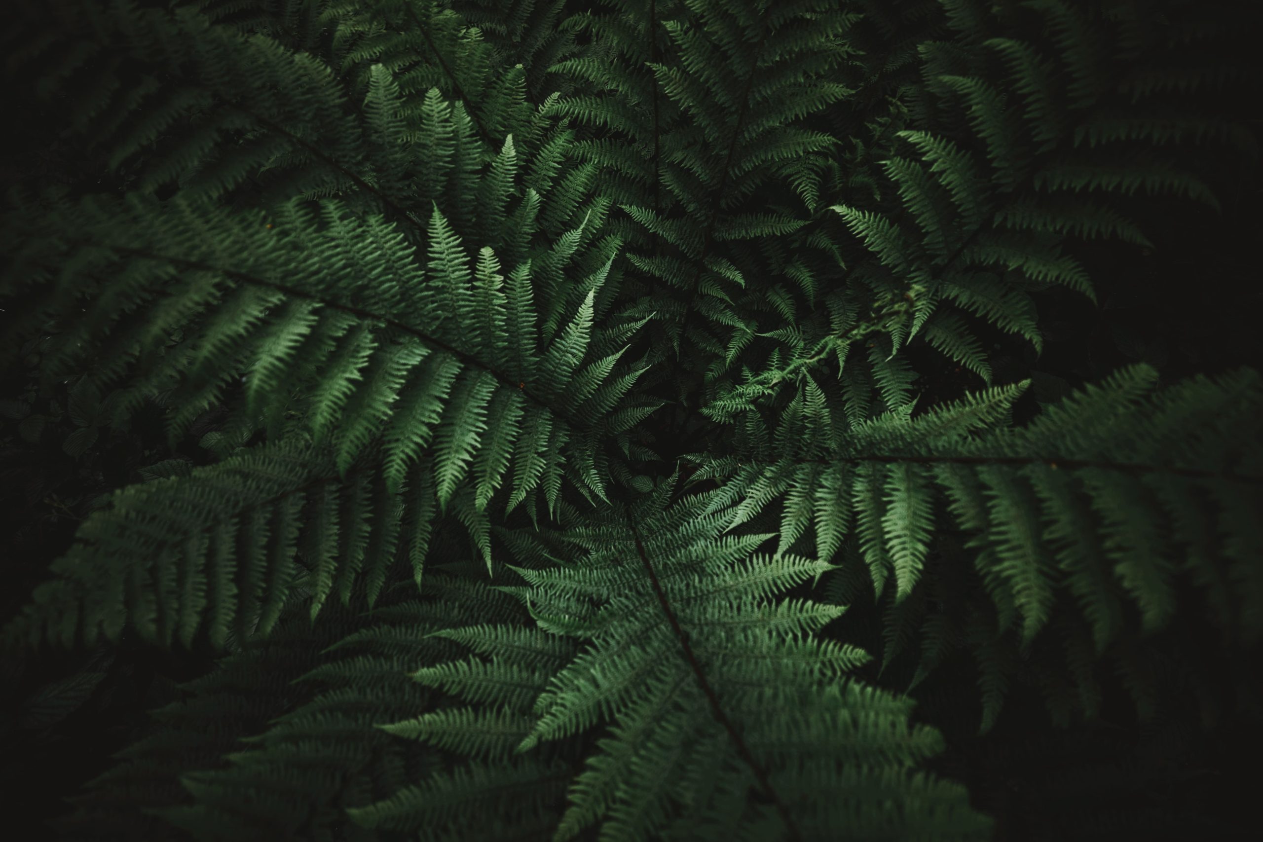 Fondo